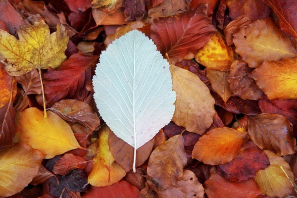 Outono faia floresta folhas amarelo vermelho piso dourado — Fotografia de Stock