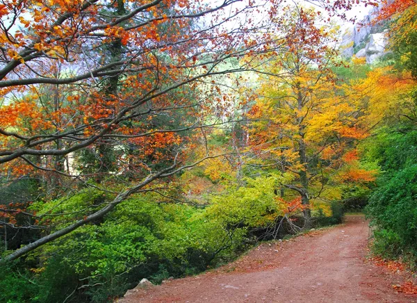 Otoño otoño Haya bosque pista amarillo hojas doradas — Foto de Stock