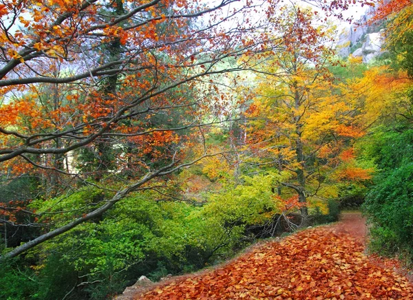 Jesień las śledzić żółty złote liście — Zdjęcie stockowe
