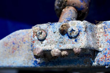 Barnacles in boat hull flap macro detail clipart