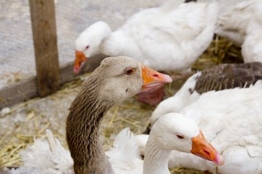 Goose bird white and brown in farmyard clipart