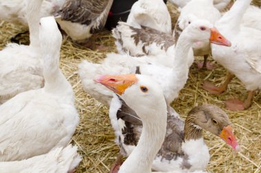 Kaz beyaz kuş çiftlik avlusu baş boyun