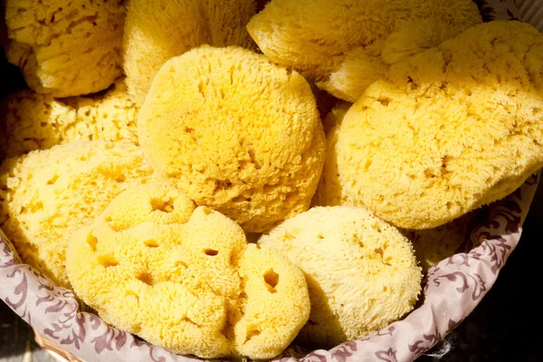 Marine yellow bath sponge pattern — Stock Photo, Image