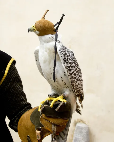 Falconry falcon rapacious bird in glove hand — Stockfoto