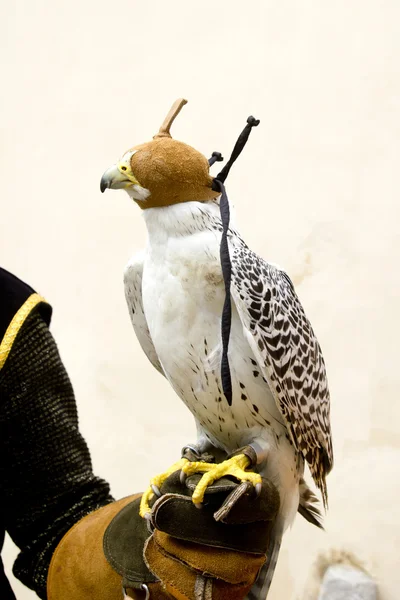 Falkenering falcon rovgirig fågel i handske hand — Stockfoto