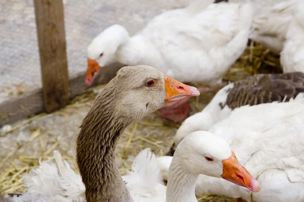 Goose bird white and brown in farmyard — Stock Photo, Image