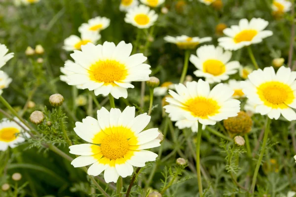 Daisy spring flowers field yellow and white meadow — Stock Photo, Image