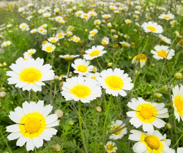 デイジーの花のスプリング フィールドの黄色と白の草原 — ストック写真
