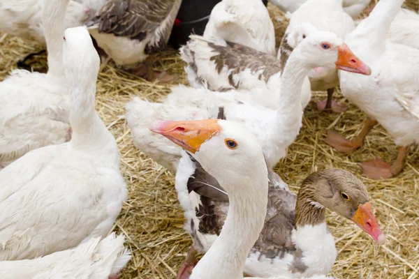 Goose white bird in farmyard head neck — Stock Photo, Image