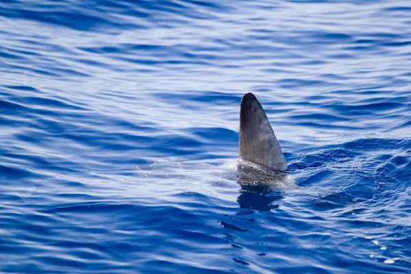 Плавник рыбы-солнца выходит из воды как метафора акулы — стоковое фото