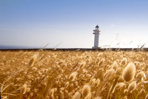 Barbaria cape lighthouse formentera golden meadow — Stock Photo, Image