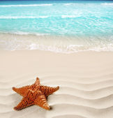 Картина, постер, плакат, фотообои "caribbean beach starfish wavy white sand summer", артикул 5935646