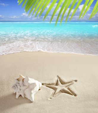 Caribbean beach denizyıldızı kabuk beyaz kum Yazdır