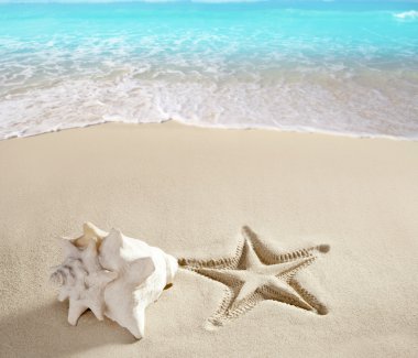 Caribbean beach denizyıldızı kabuk beyaz kum Yazdır