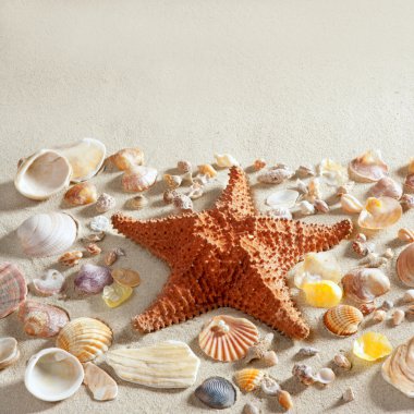 Beach white sand starfish many clam shells summer clipart