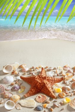 Beach sand starfish caribbean tropical sea clipart