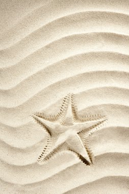 Beach starfish print white caribbean sand summer clipart