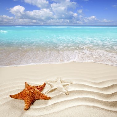 Caribbean tropical beach white sand starfish shell
