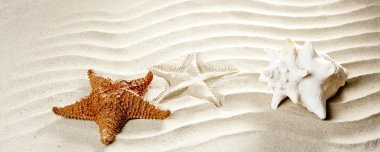 Caribbean tropical wavy white sand starfish shell clipart