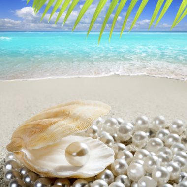 Caribbean pearl on shell white sand beach tropical clipart