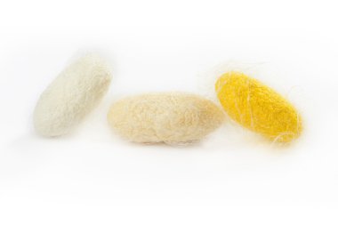 Closeup silkworm three yellow cocoon isolated clipart