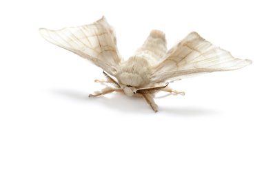 Butterfly white of silkworm silk worm isolated clipart