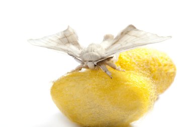 Butterfly of silkworm over yellow cocoon on white clipart