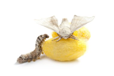 Butterfly silkworm cocoon silk worm three stages clipart