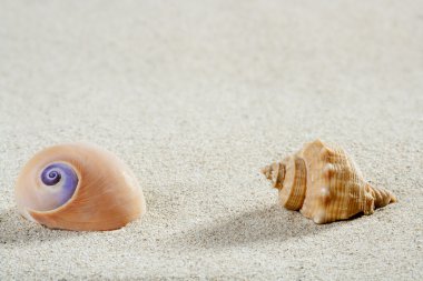 Beach sea snail shell tropical white sand closeup clipart