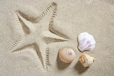 Beach sand starfish print shells and sea snail summer clipart