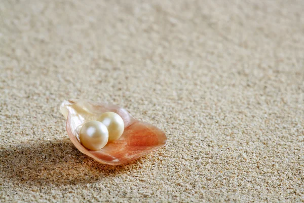 Pláž bílého písku Perla shell škeble makro — Stock fotografie