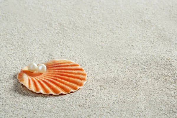 ビーチ白い砂真珠シェル ハマグリ マクロ — ストック写真