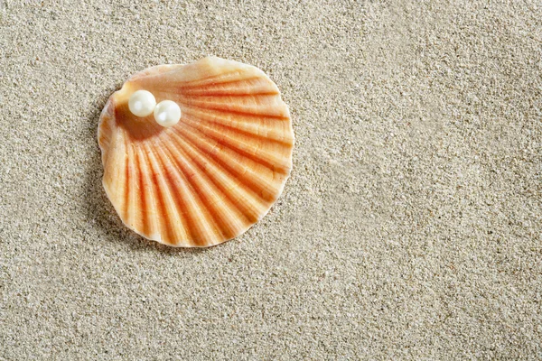 Παραλία λευκή άμμο αγοράσουνμαργαριτάρι κέλυφος αχιβάδα μακροεντολή — Φωτογραφία Αρχείου