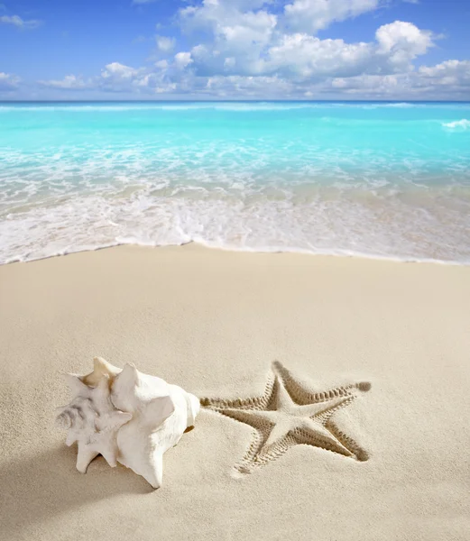 Caribisch strand starfish afdrukken shell witte zand — Stockfoto