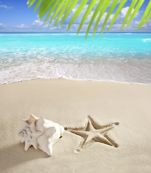 Caribbean beach denizyıldızı kabuk beyaz kum Yazdır — Stok fotoğraf
