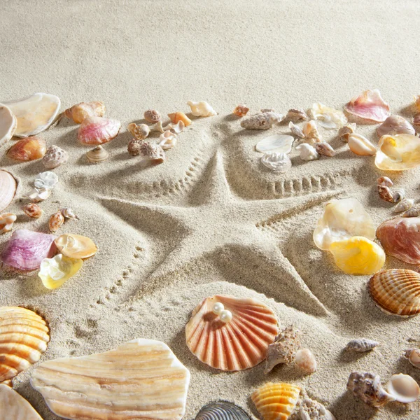 stock image Beach white sand starfish print many clam shells