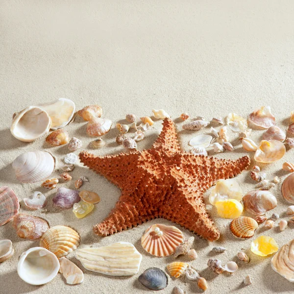 Plaj beyaz kum deniz yıldızı birçok istiridye kabukları yaz — Stok fotoğraf