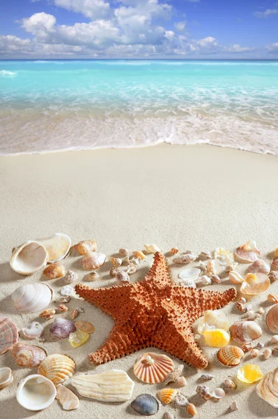 Beach sand starfish caribbean tropical sea — Stock Photo, Image