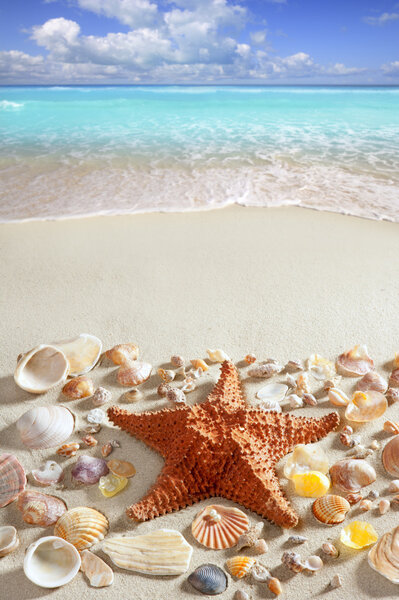 Beach sand starfish caribbean tropical sea