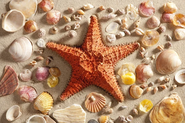 Strand weißer Sandseestern viele Muscheln Sommer — Stockfoto
