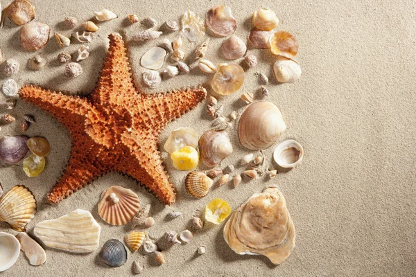 Spiaggia di sabbia bianca stelle marine molte conchiglie vongole estate — Foto Stock