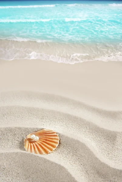 Caribbean pearl on shell white sand beach tropical — Stock Photo, Image