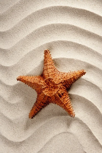 Praia areia ondulada branca estrelas do mar férias de verão — Fotografia de Stock
