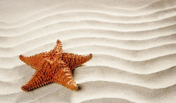 바닷가 하얀 물결 모양의 모래 불가사리 여름 휴가 — 스톡 사진