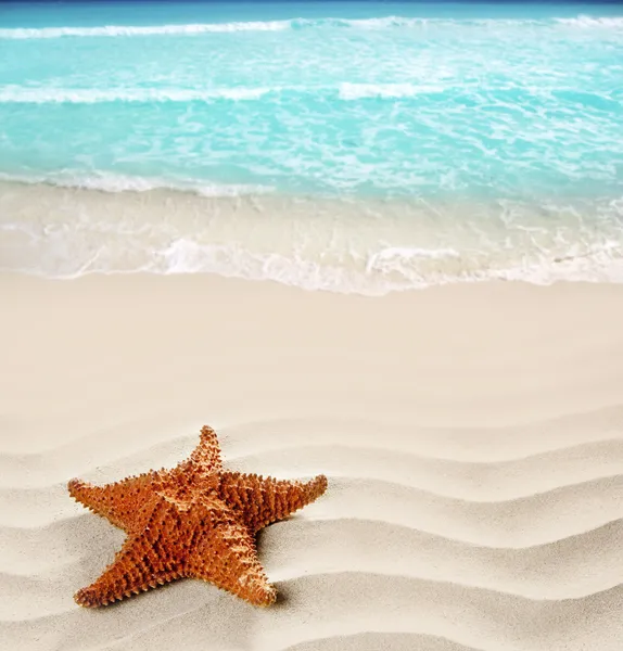 Karibiska stranden sjöstjärna vågiga vita sand sommaren — Stockfoto
