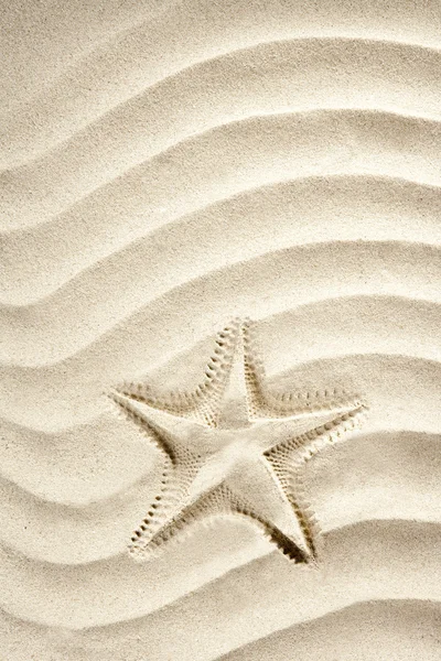 Plaża rozgwiazda Drukowanie białe Karaibów latem piasek — Zdjęcie stockowe