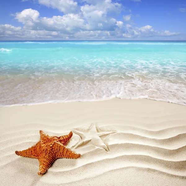 Καραϊβικής τροπική παραλία λευκή άμμο Αστερίας κέλυφος — Φωτογραφία Αρχείου