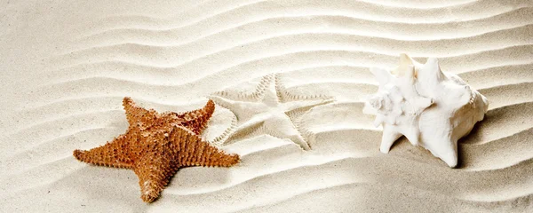 Karibi trópusi hullámos fehér homok starfish shell — Stock Fotó