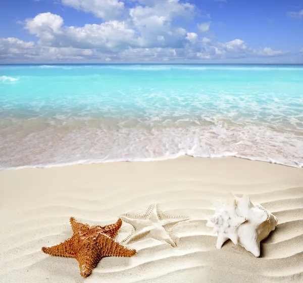 Karibik tropischer Strand weißer Sand Seesterne Schale — Stockfoto