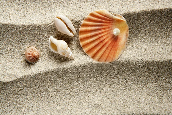 Παραλία άμμου κέλυφος μαργαριτάρι αχιβάδα καλοκαιρινές διακοπές — Φωτογραφία Αρχείου